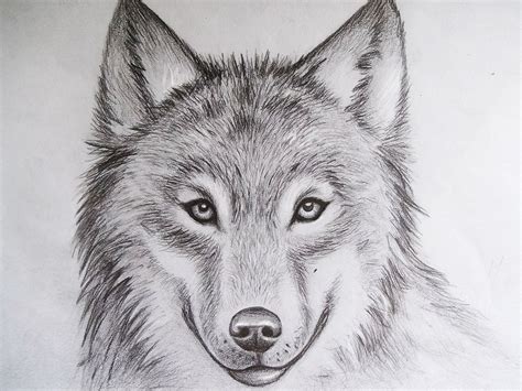 Pin By Lily Ross On Art Drawing Wolf Face Drawing Cool Wolf