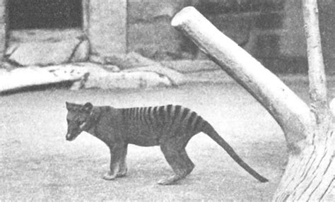 Imaging The Thylacine Exhibition University Of Tasmania Library