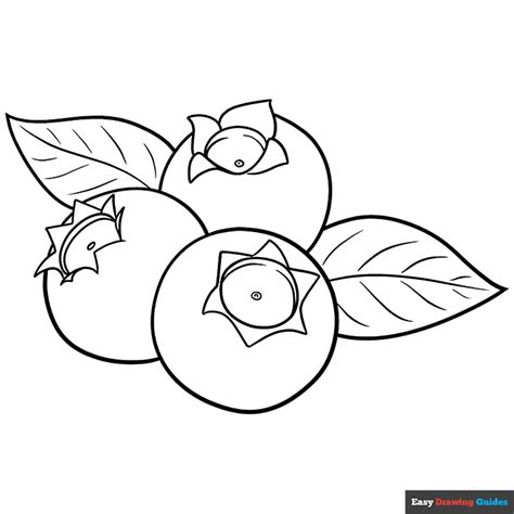Blueberry Coloring Page Easy Drawing Guides