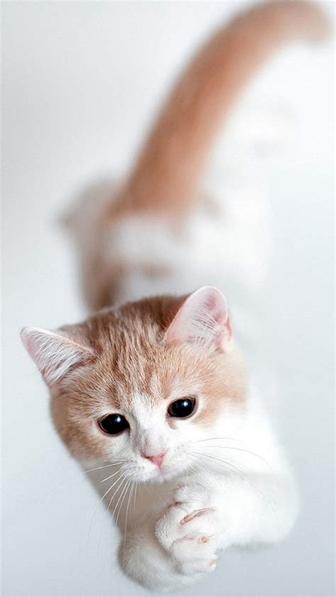 Cute Cats Hd Wallpapers For Iphone 7 Wallpaperspictures