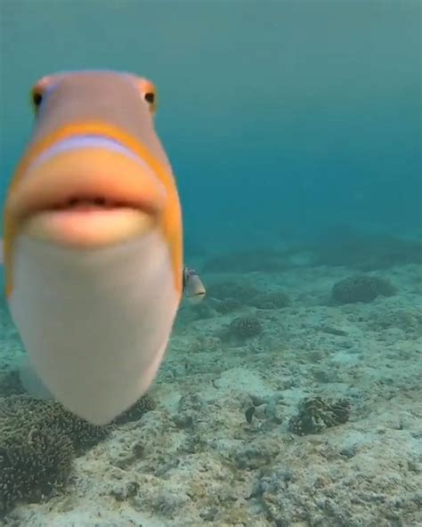 Orange Fish Staring At Camera Blank Template Imgflip