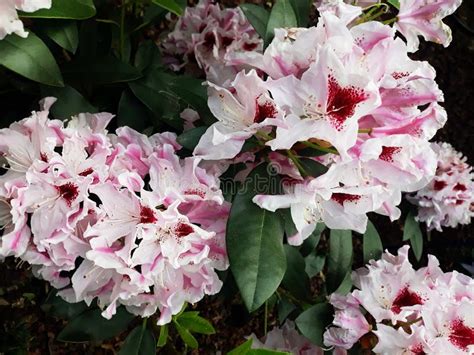 Pink Rhododendron Flowers Stock Image Image Of Flowers 154782219