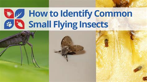 Common Small Flying Insects Identification Domyown Com Youtube