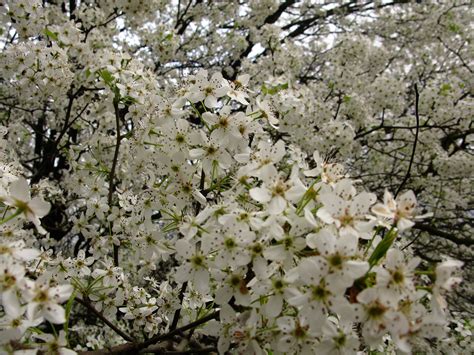 Can anyone help me identify them? File:Macro-white-flowering-tree - West Virginia ...