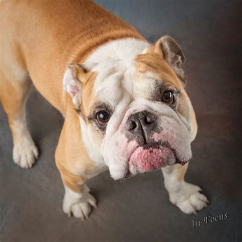 English Bulldogs: Your Favorite Couch Potatoes • Fetch Magazine