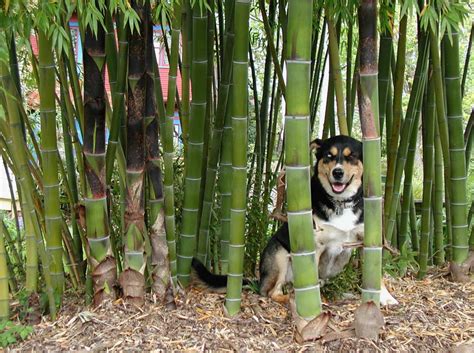 Tropical bamboo® nursery & gardens is the premier supplier of ornamental tropical bamboo plants. Bamboo Garden Nursery