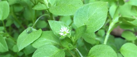 Common Chickweed Stellaria Media Wisconsin Horticulture