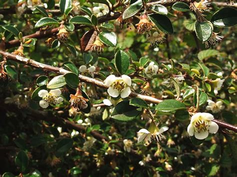 Procumbent Cotoneaster