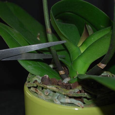 Common household orchids grow spikes twice or once a year depending on the exact species. Orchid Care 101: Trimming Orchid Spikes