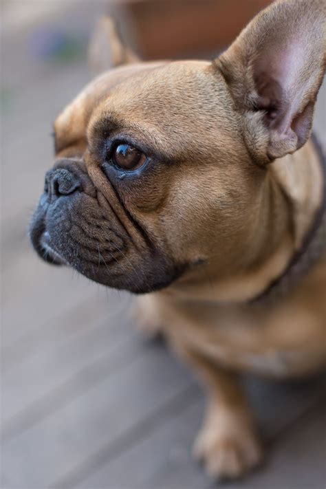 The 25 Best French Bulldog Information Ideas On Pinterest French