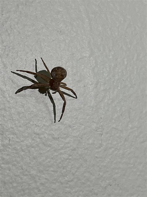 My dad says brown recluse but I think it’s just a crab spider, any help