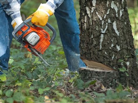 How To Kill Tree Roots Tips For Killing Trees
