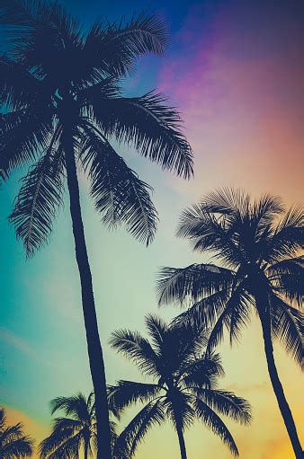 Retro Sunset Palm Trees Stock Photo Download Image Now Istock