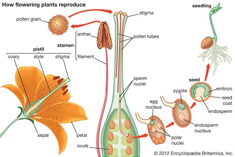 Plant Reproductive System Angiosperms Flowers Inflorescences And