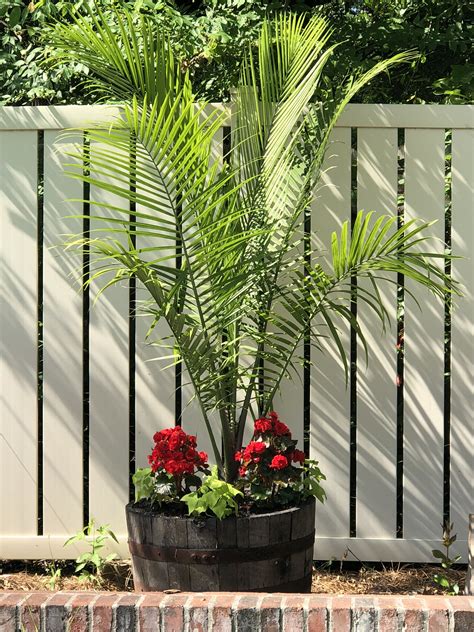 palm trees in planters - Unlimited Blogged Custom Image Library