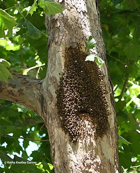 Bee Bearding In Californias Excessive Heat Bug Squad Anr Blogs