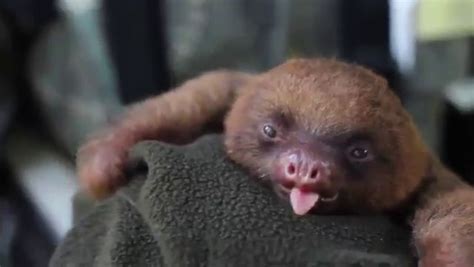 Adorable Baby Sloth Yawning Cute Baby Sloths Cute Animals Funny