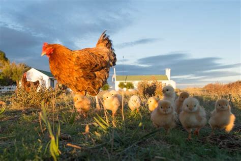10 Tips For Raising Backyard Chickens For Beginners Rural Living Today