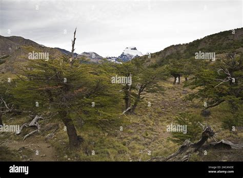 Southern Beech Forest Nothofagus Los Glaciares National Park