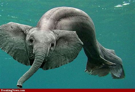 42 Best Hybrid Animals Images On Pinterest Animaux Humorous Animals