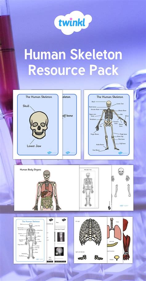 This Human Skeleton Resource Pack Is Suitable For A Variety Of Ages And