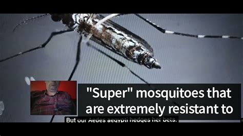 Super Mosquitoes That Are Extremely Resistant To Pesticides Have Been