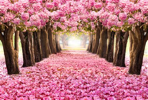 El Túnel Romántico De Los Árboles De Flor Rosa Flor Que Florece En