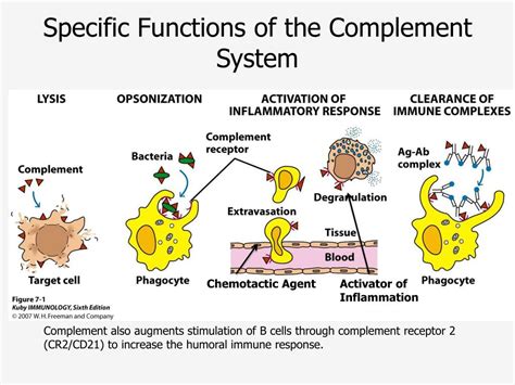 Ppt The Complement System Powerpoint Presentation Free Download Id