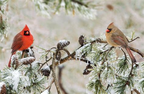 Male And Female Northern Cardinals In Winter Tree