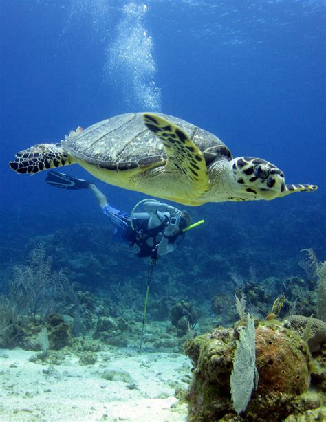 Underwaterlife Turtle Rushkult