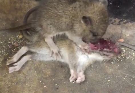 The food that your rat eats impacts it's health, growth, and happiness, so providing. Cannibal rats filmed eating fellow rodent on New York ...