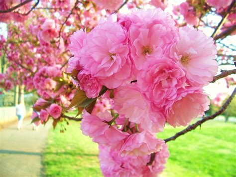 The showiest of all cherry trees kwanzan cherry could be the showiest of all the cherries! Kwanzan Cherry Blossoms - God's Handywork! | Flowering ...