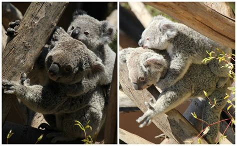 Australian Outback At The San Diego Zoo Travel Tuesday
