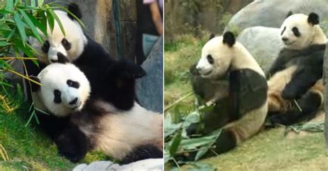 Good News Two Giant Pandas Mate For The First Time In Ten Years