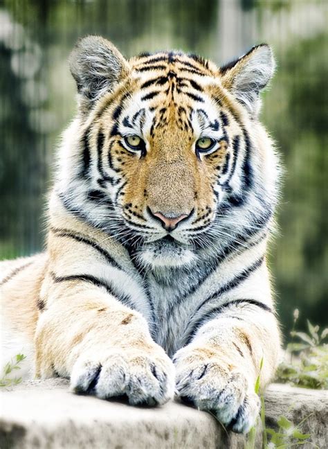 Fascinating Facts About Tigers The Uncrowned King Of The Jungle