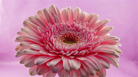 Download Gerbera Flower Pink Close Up 1920x1080 Wallpaper Full Hd