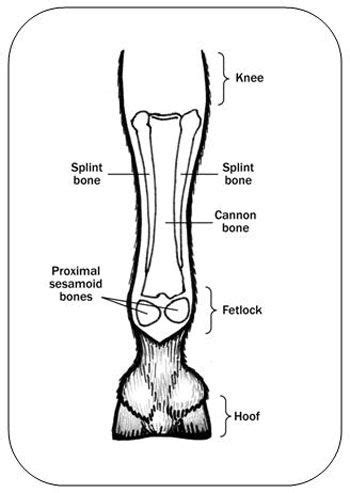 Horses have a small bone just below their front knees called the third metacarpal, or shin bone, which supports their whole weight even when galloping. Figure 4. Diagram of the hoof, fetlock, pastern and knee ...