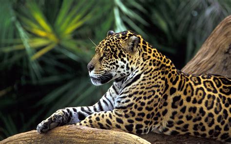 Jaguar In Amazon Rainforest Hd Desktop Wallpaper Widescreen High