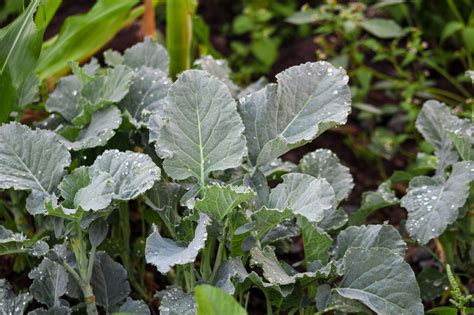 Tips On Growing Organic Kale And Recommended Varieties