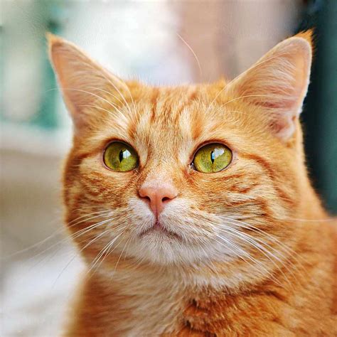 Orange Tabby Cat Pets Society