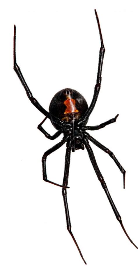 How Dangerous Is A Black Widow Spider Bite With Picture