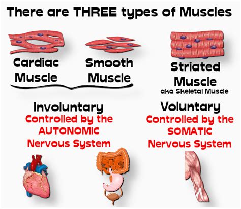 The Three Types Of Muscles