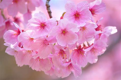 Hintergrundbilder Japan Lebensmittel Ast Frucht Kirschblüte
