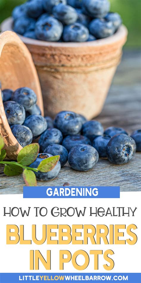 How To Grow Blueberries In Containers Everything You Should Know 2022