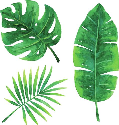 Watercolor leaves, watercolor clipart, cartoon, hand painted png transparent clipart image and psd file for free download. Watercolor Tropical Leaves by Saemilee