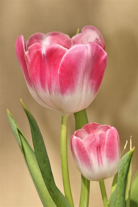 Two Pink And White Tulips Close Up Free Stock Photo Public Domain