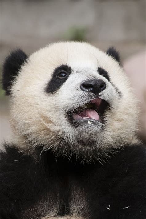 Crying 3 Month Old Toothless Baby Panda Stock Photo Image Of