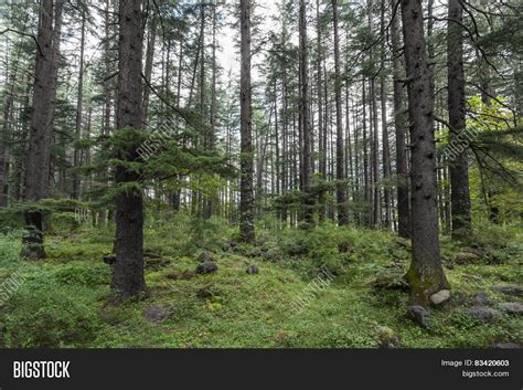 Beautiful Pine Forest Image And Photo Free Trial Bigstock