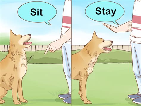 Cómo Cuidar Perros Con Imágenes Wikihow