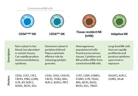 A Guide To Nk Cell Markers Biocompare The Buyer S Guide For Life Free